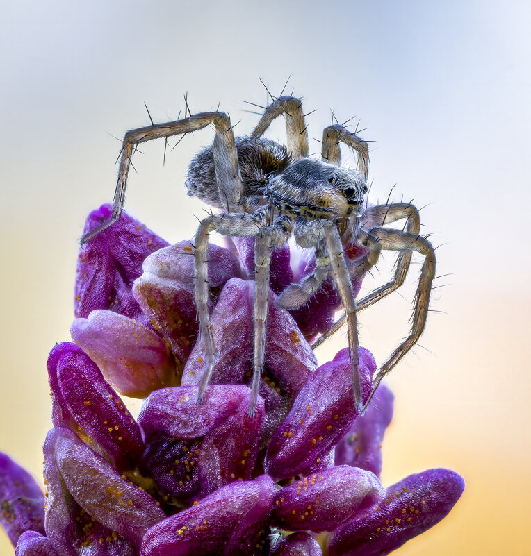 Паук Pardosa - Александр Григорьев Паук Pardosa - Александр Григорьев