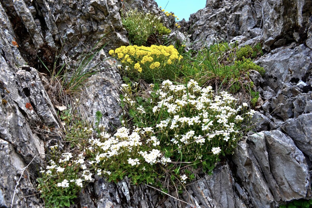 весенние горы - Ольга 