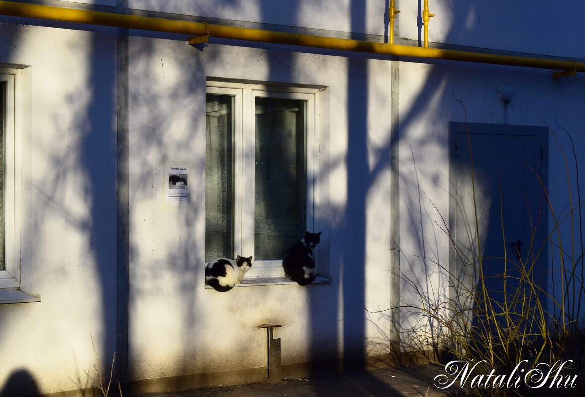 Весенние котики. - Наталья Вязигина