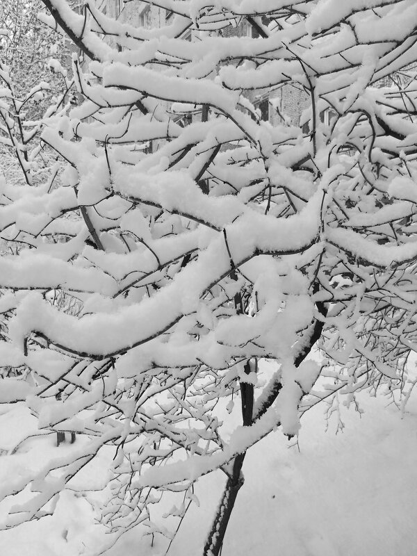 Снежное деревце (вспоминая зиму) - photo Bo Снежное деревце (вспоминая зиму) - photo Bo