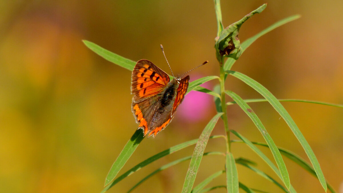 опять про бабочек 439 - Александр Прокудин опять про бабочек 439 - Александр Прокудин