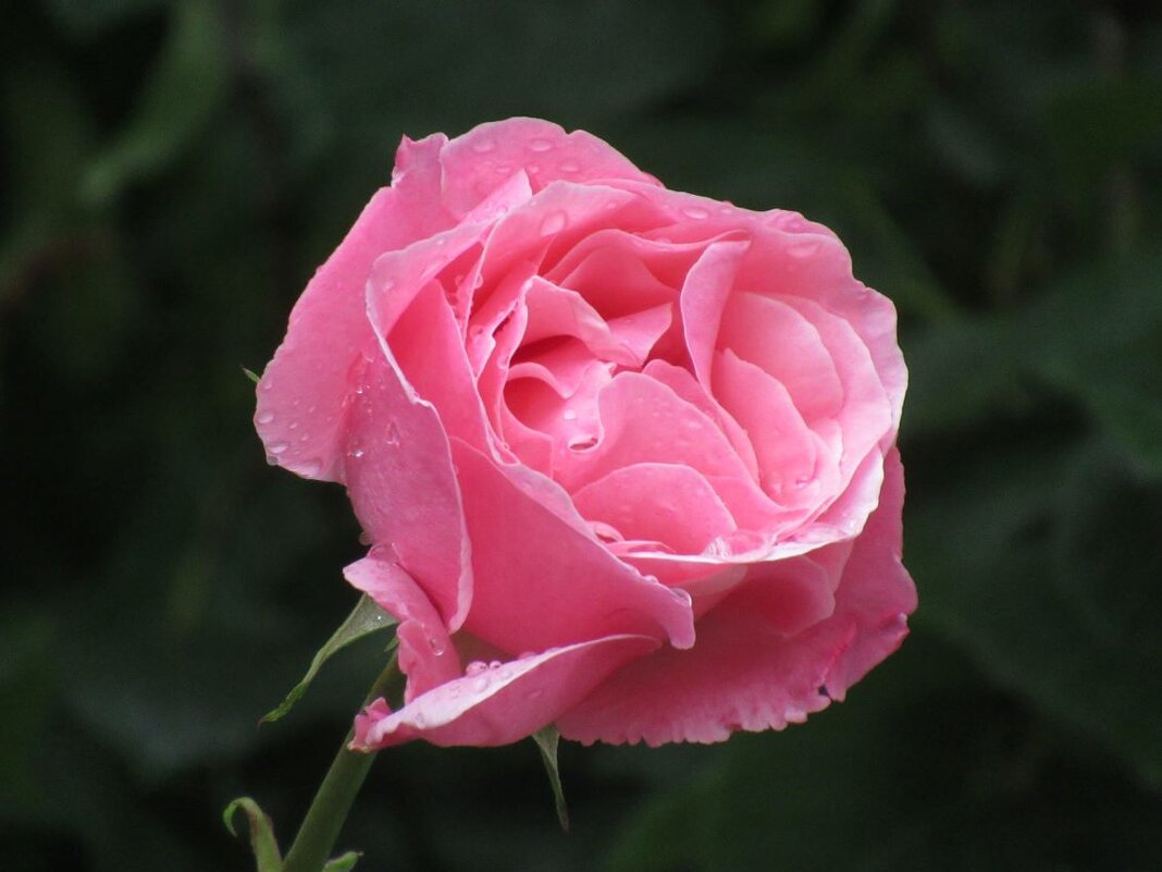 Розы... розы... - viach 