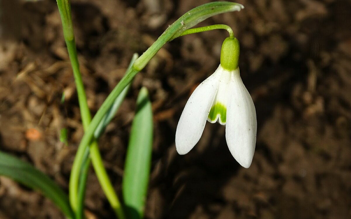 Подснежник на городской клумбе - Милешкин Владимир Алексеевич Подснежник на городской клумбе - Милешкин Владимир Алексеевич