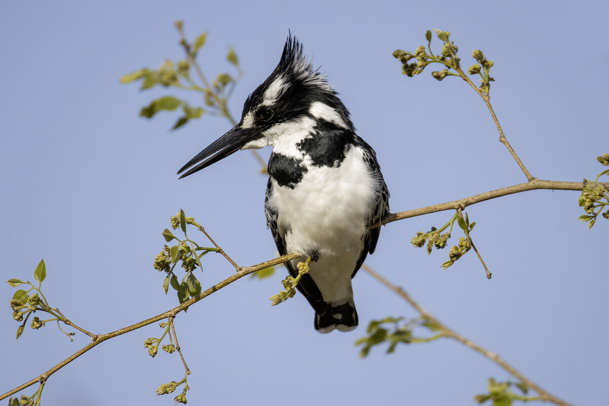 Малый пегий зимородок. - Alexander Amromin Малый пегий зимородок. - Alexander Amromin