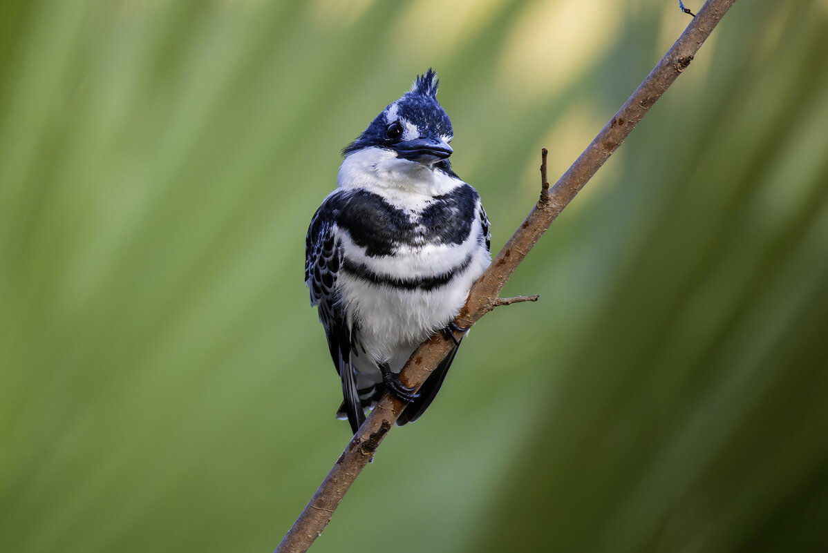 Малый пегий зимородок. - Alexander Amromin Малый пегий зимородок. - Alexander Amromin