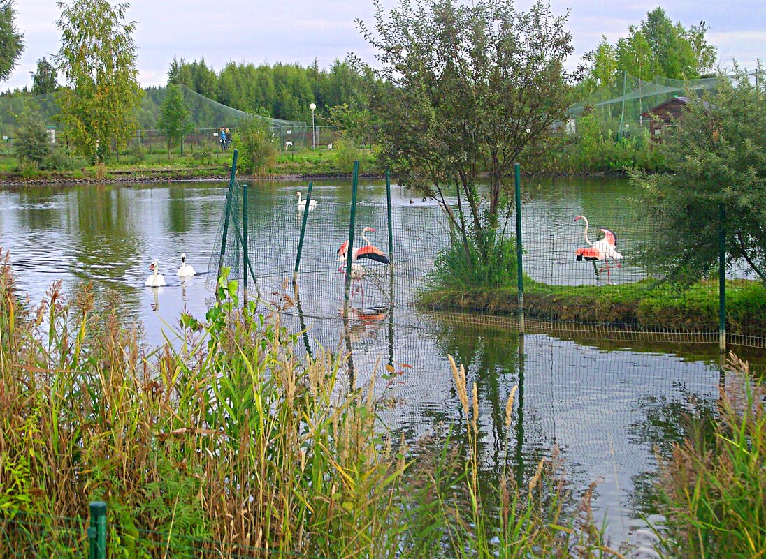 Фламинго - Виктор Мухин