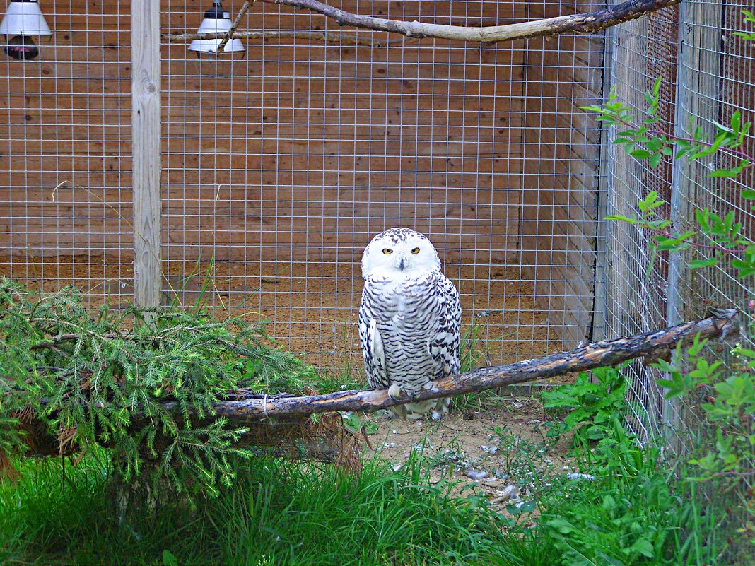 Полярная (белая) сова. - Виктор Мухин Полярная (белая) сова. - Виктор Мухин