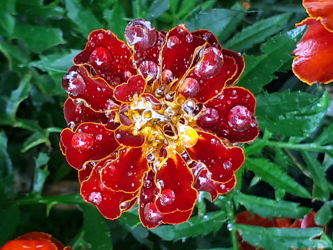 "Брошка". - Надежда "Брошка". - Надежда