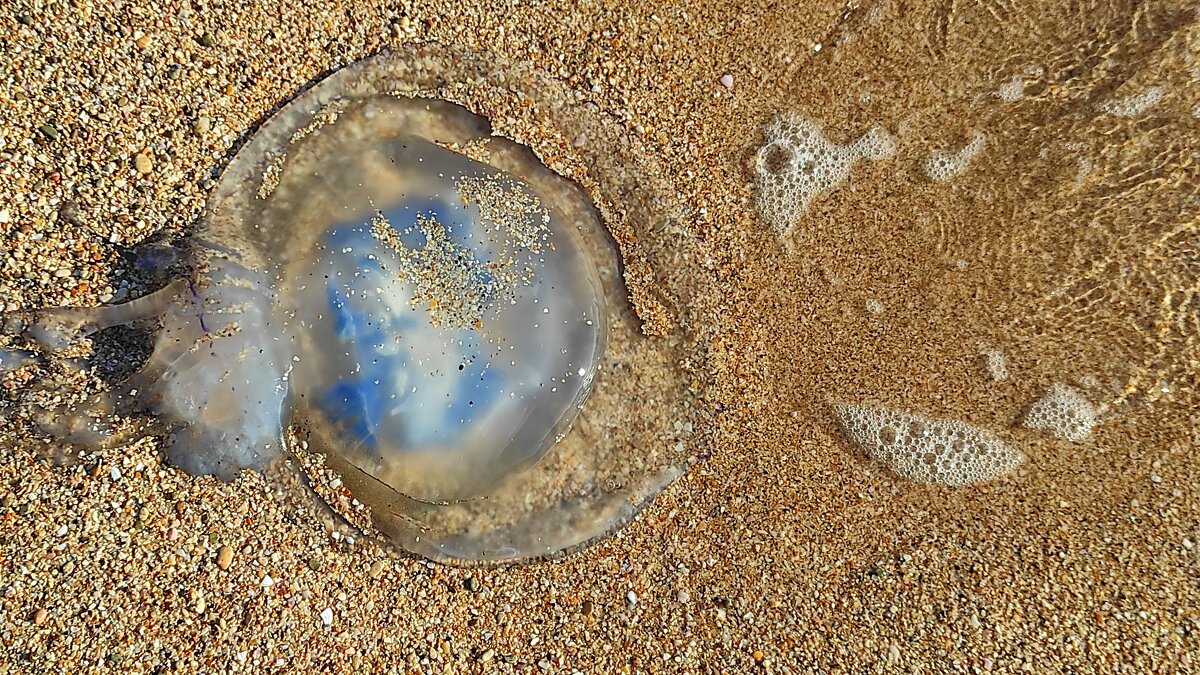 Медуза - Татьяна Лютаева Медуза - Татьяна Лютаева