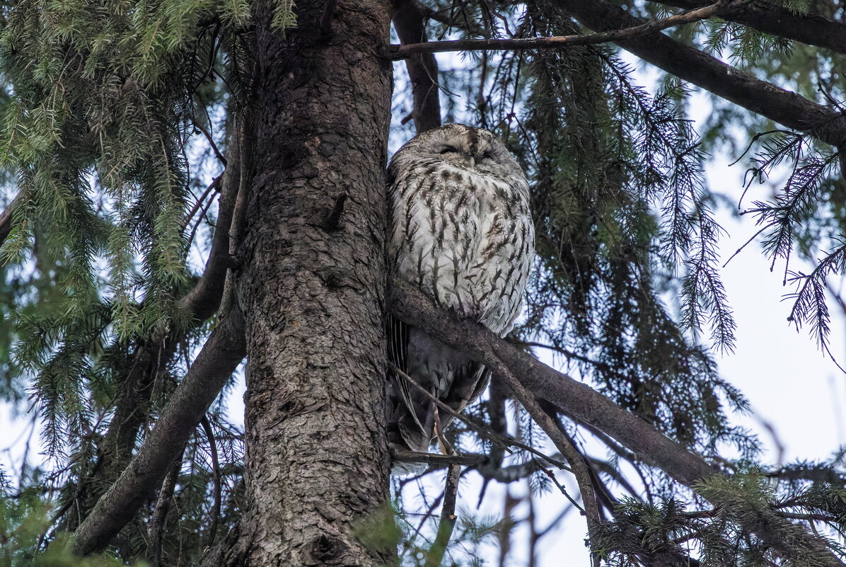 серая неясыть - юрий макаров
