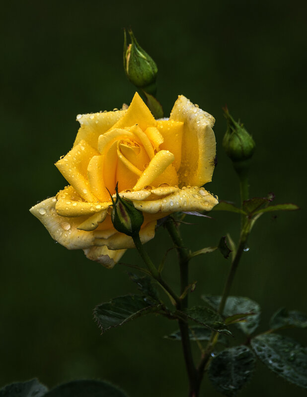 *** - Владимир Безбородов