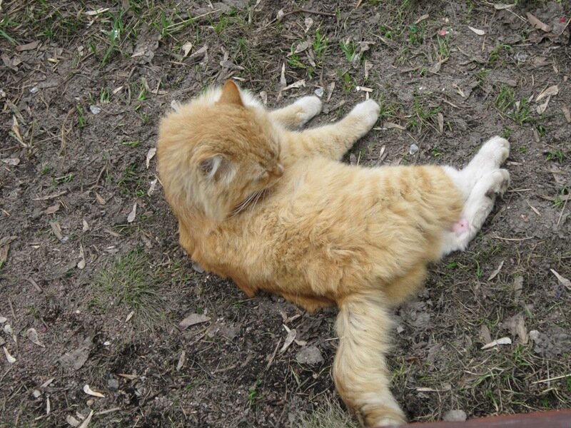 Кошка весной - Дмитрий Никитин Кошка весной - Дмитрий Никитин