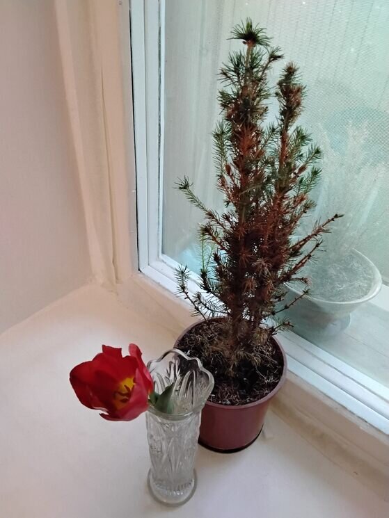 Ёлочка и тюльпанчик - Дмитрий Никитин