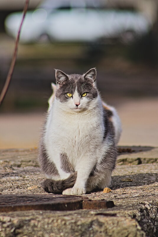 Аха - Giant Tao /