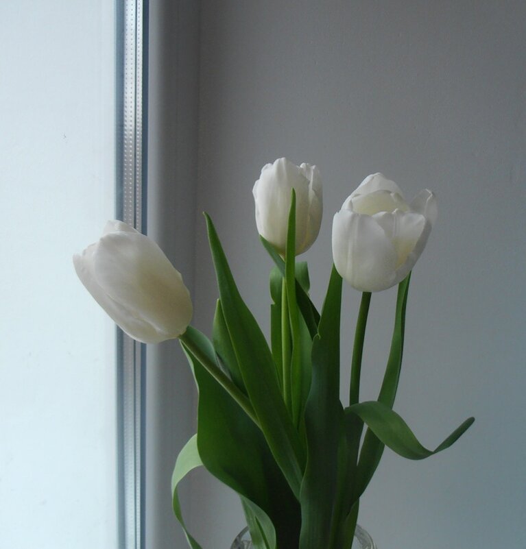 Белые... - Наталья Белые... - Наталья