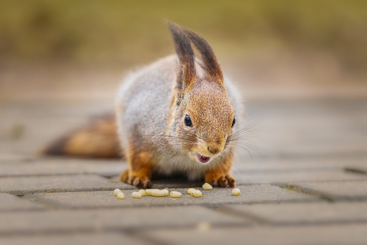 Белка - Alex Bush
