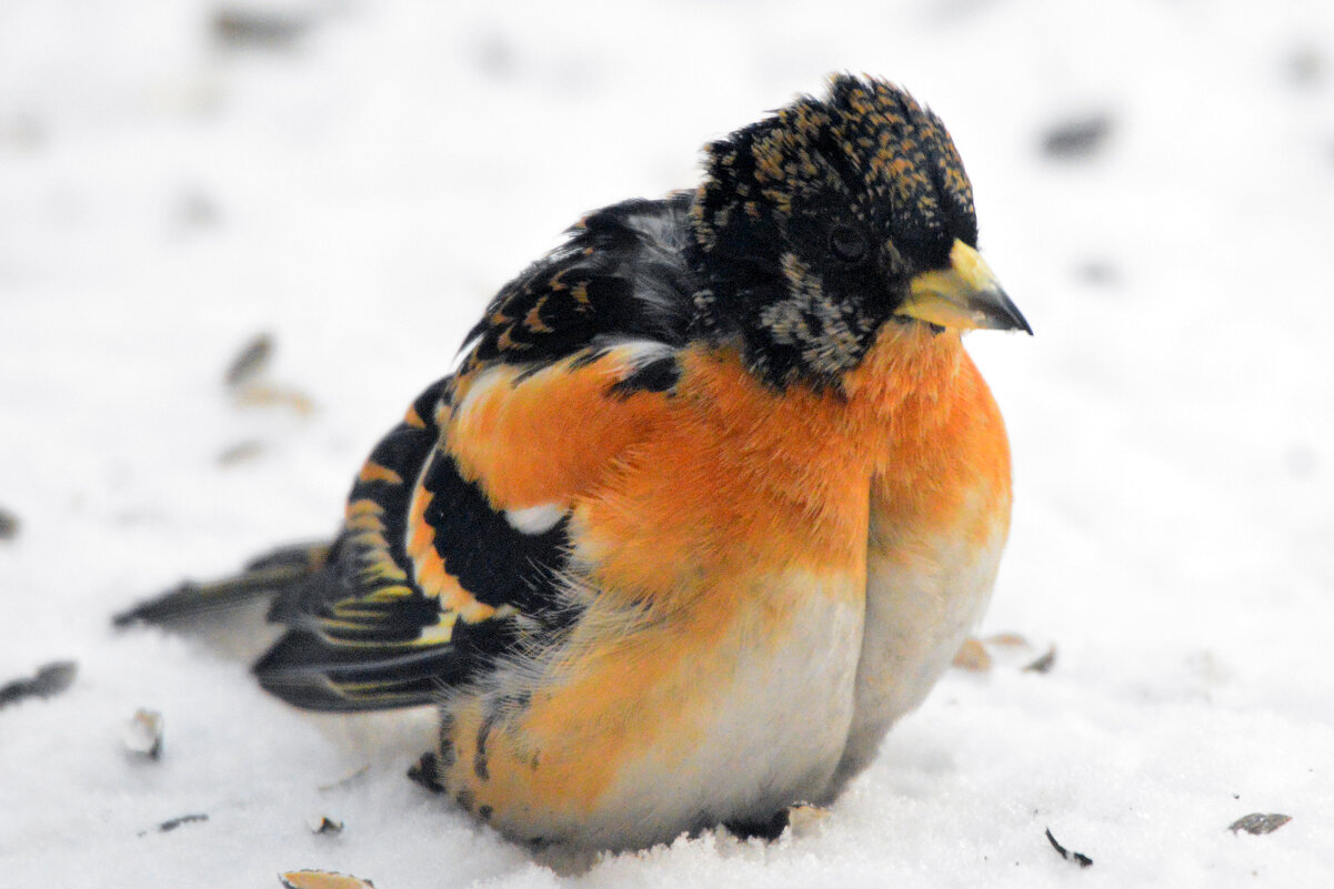 вьюрок - леонид логинов вьюрок - леонид логинов