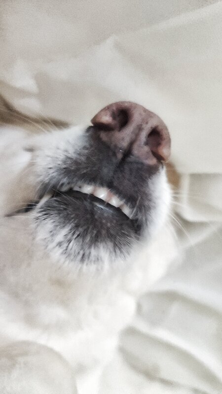 Носики курносики - Наталья Булдакова