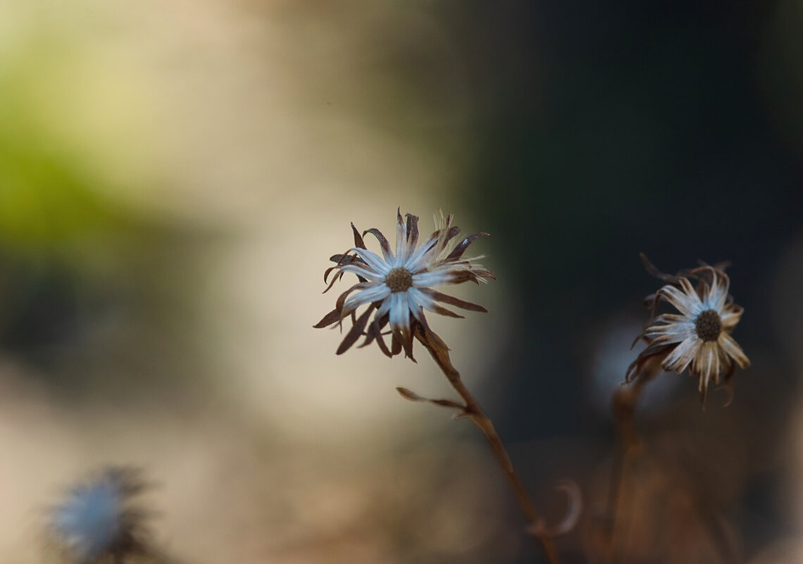 * - Nikolai 888 * - Nikolai 888