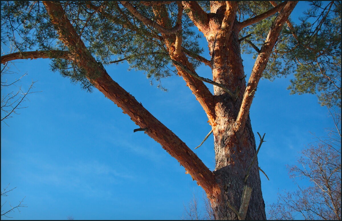 Сосна - lady v.ekaterina