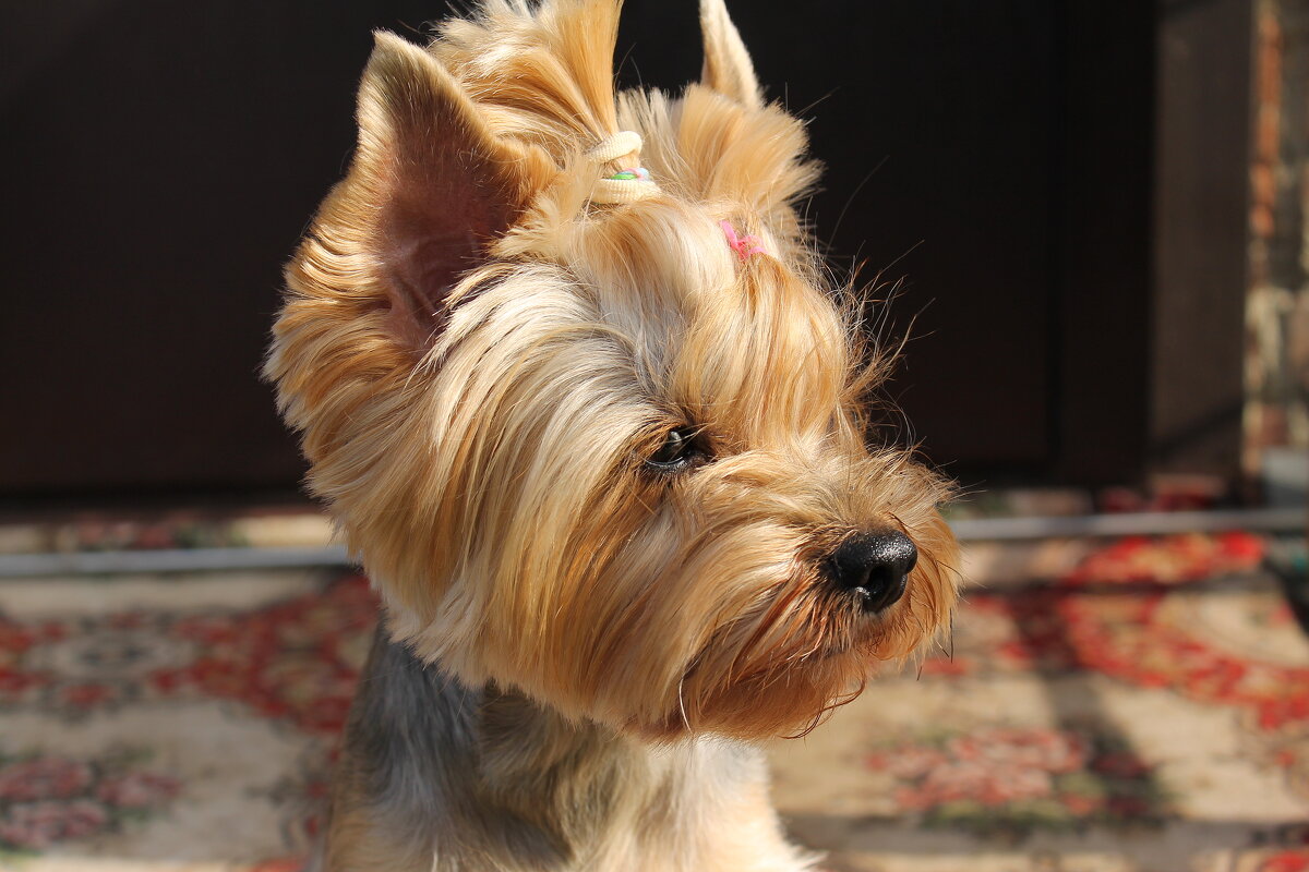 Любимый нос - tamara kremleva