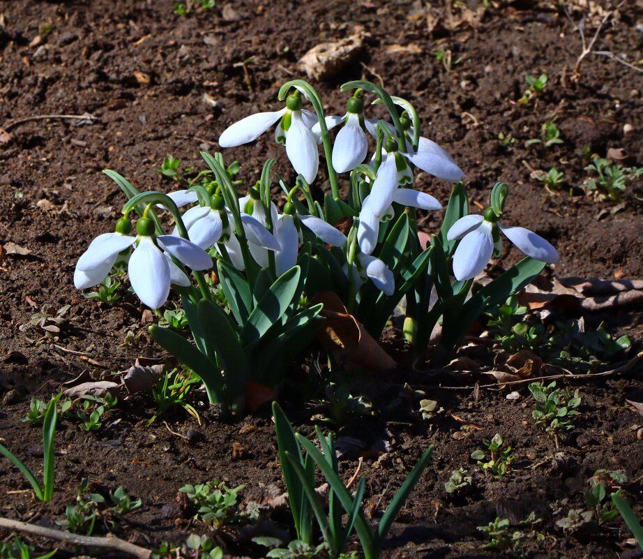 подснежники - Игорь Kуленко