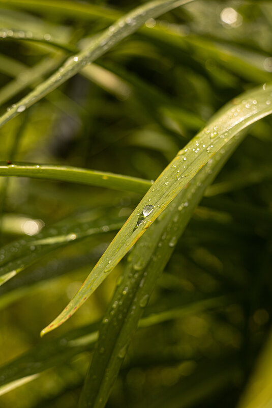 Побольше зелени вам в ленту) - Анастасия Фотографовна