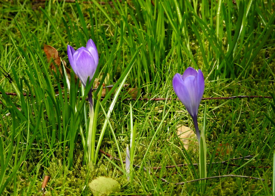 первые крокусы - ИННА ПОРОХОВА первые крокусы - ИННА ПОРОХОВА