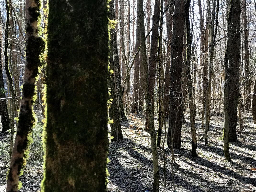 Мшистая лохматость. - Любовь 