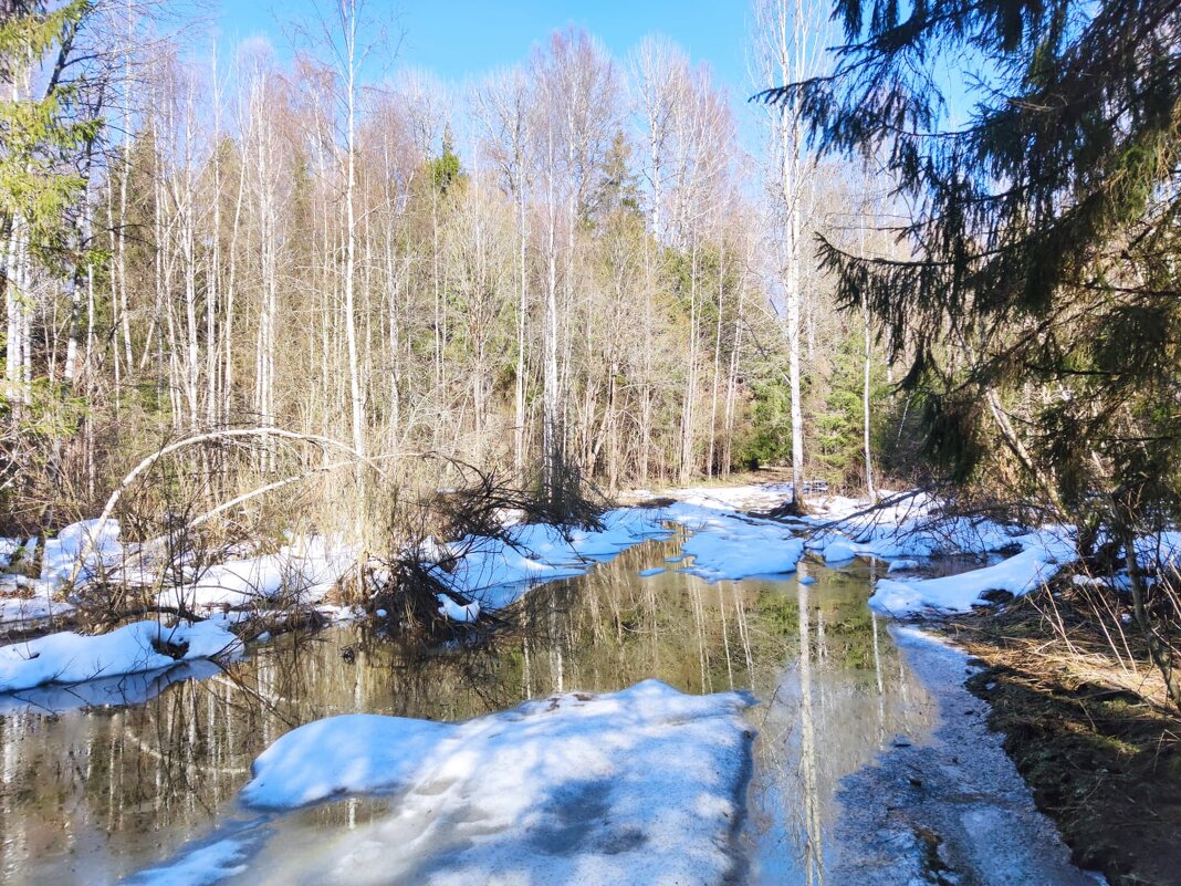 Ранний приход весны в центральнмарую зону России - Александр Володарский Ранний приход весны в центральнмарую зону России - Александр Володарский
