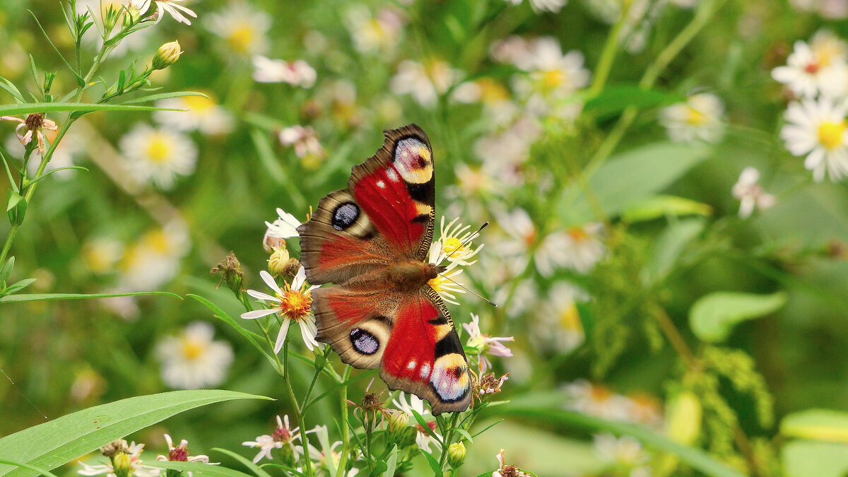 опять про бабочек 445 - Александр Прокудин опять про бабочек 445 - Александр Прокудин