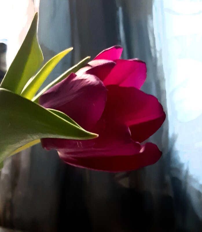 Тюльпан - Наталья Герасимова