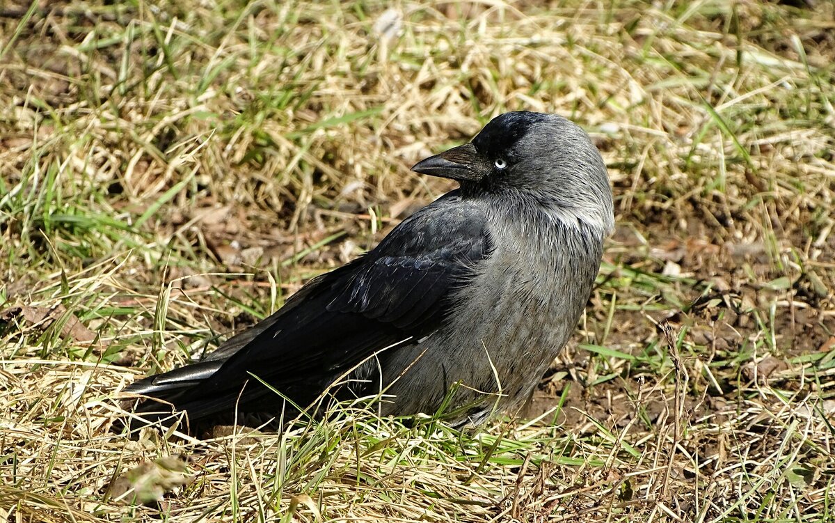 Острый взгляд галки. - Милешкин Владимир Алексеевич Острый взгляд галки. - Милешкин Владимир Алексеевич