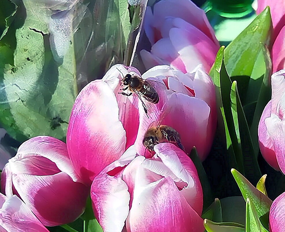 Праздничный "стол" для пчёл - Ольга Довженко