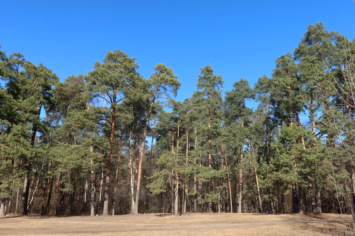 В сосновом бору - Дмитрий И_