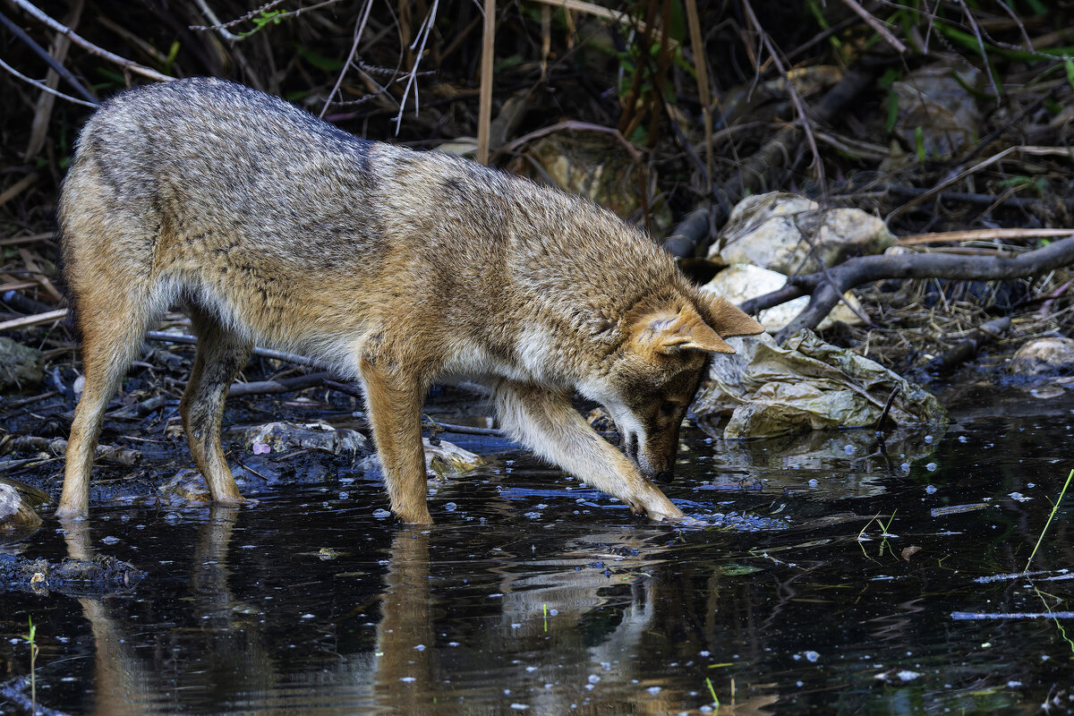 Золотистый шакал. - Alexander Amromin