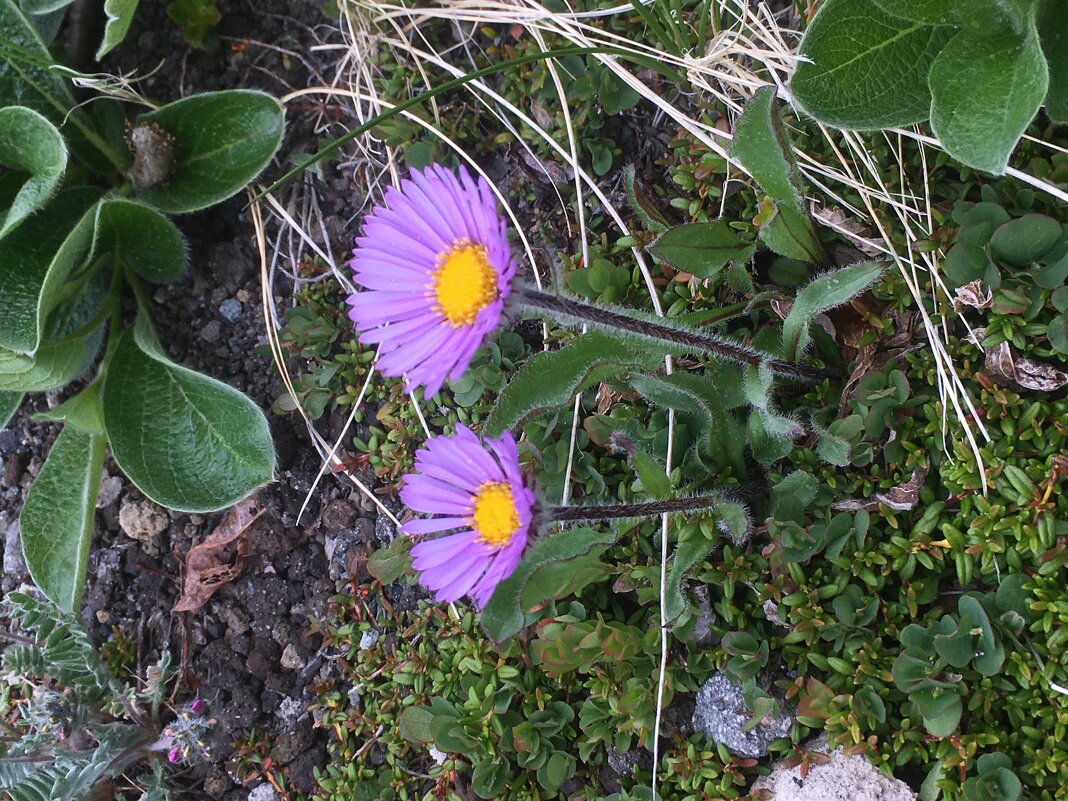 Мелколепестник Тунберга - Александр Белов