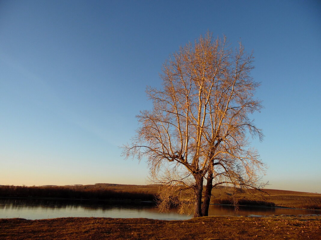 Тополя. - nadyasilyuk Вознюк Тополя. - nadyasilyuk Вознюк