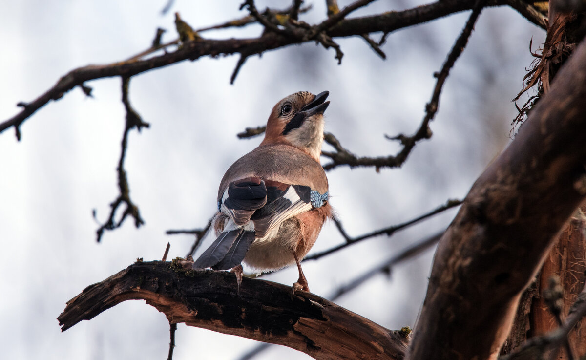 Сойка. - Владимир Безбородов