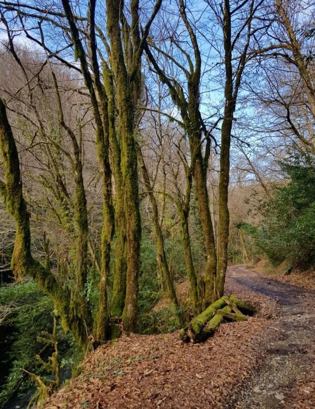 ОРЕХОВКА - Tata Wolf