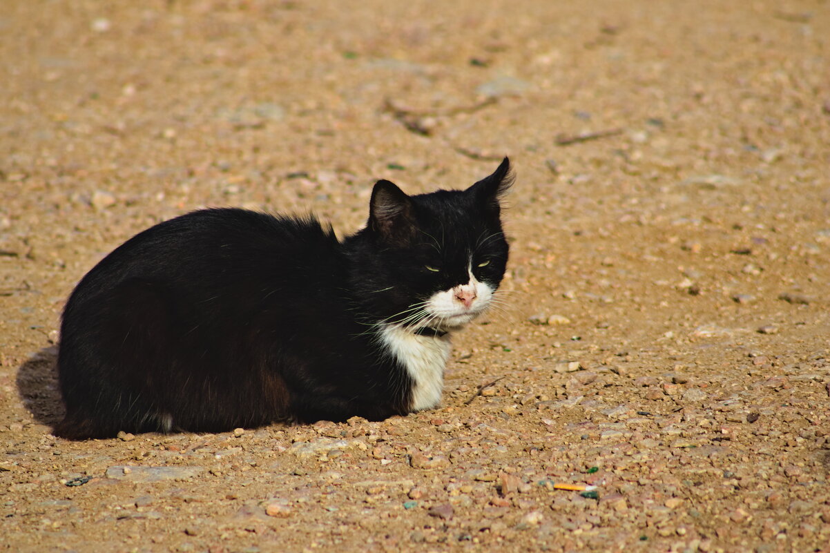 Котэ - Giant Tao /