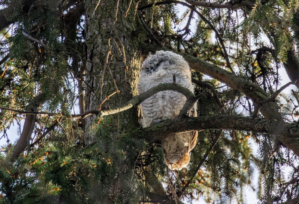 птенец серой неясыти - юрий макаров