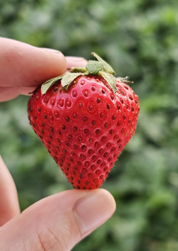 Клубника - Юлия Голикова