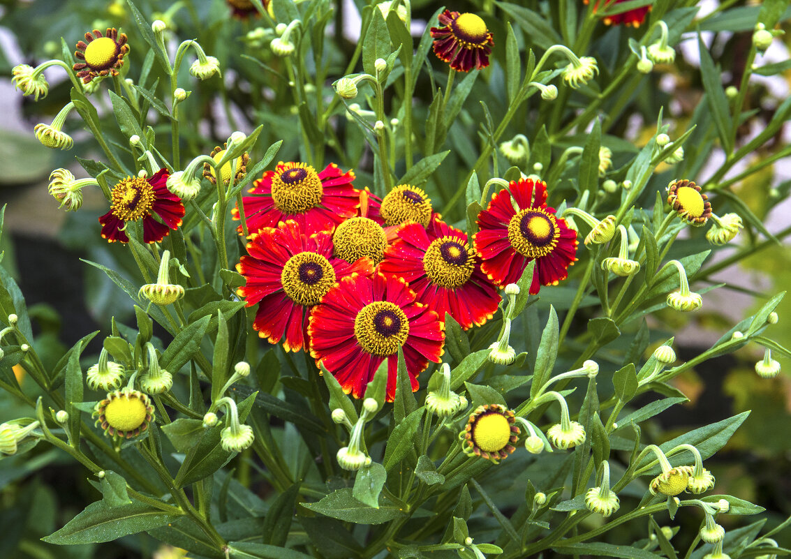 Гелениум - Валентин Семчишин