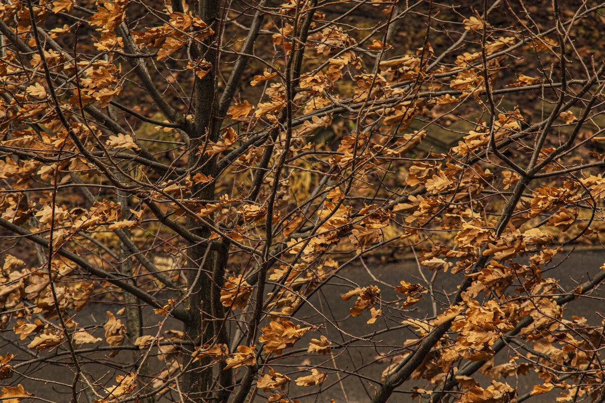 Март 2025 года. - Петр Беляков