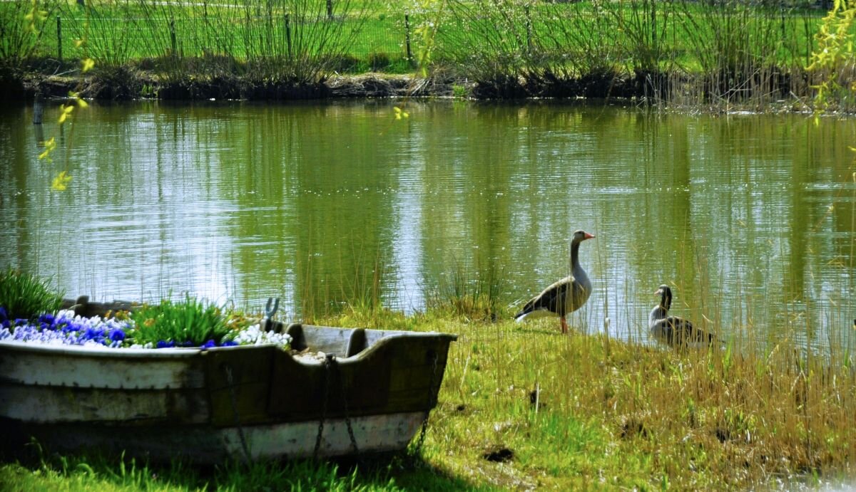 Два весёлых гуся - Галина Шеина-Мюльдорфер