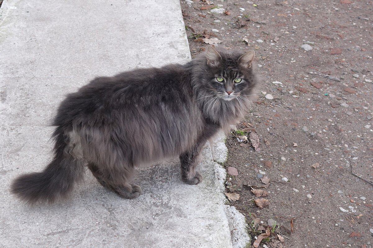 Братья наши меньшие - Рита Симонова Братья наши меньшие - Рита Симонова