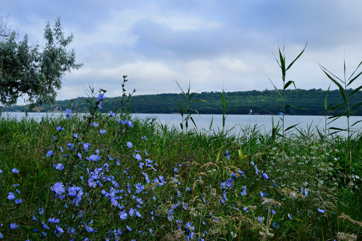 Лето...перед дождём... - Надежда Куркина