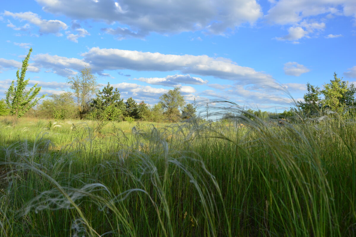 Ковыль. - Виктор 