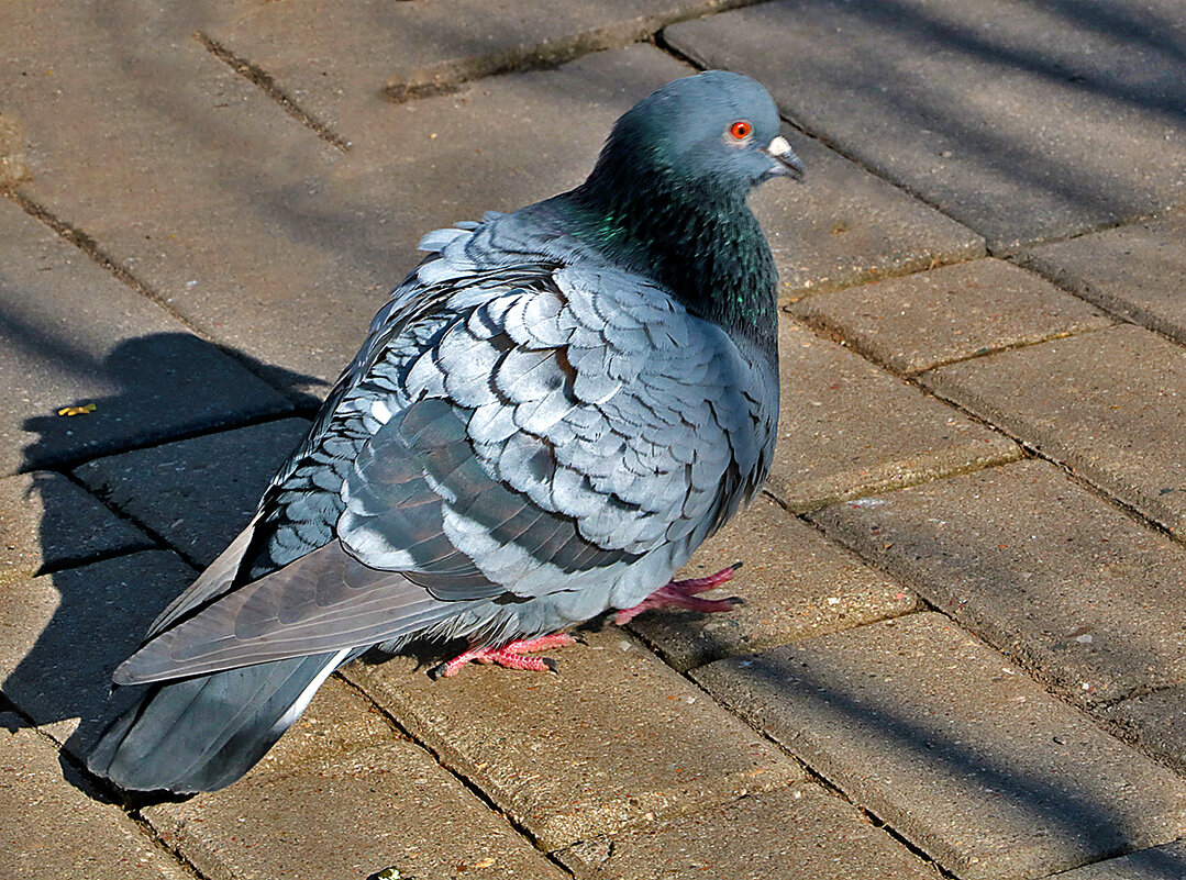 Голубь сизокрылый - Светлана Голубь сизокрылый - Светлана